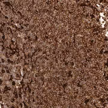 Anti-GBP5 antibody produced in rabbit, 1 X 100 µL (HPA028656-100UL)