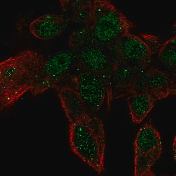 Anti-ZNF232 antibody produced in rabbit, 100 µL (HPA028611-100UL)
