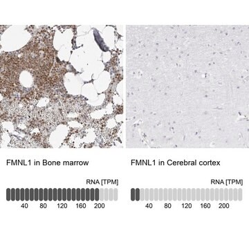 Anti-FMNL1 antibody produced in rabbit, 1 X 100 µL (HPA028288-100UL)