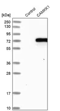 Anti-CAMKK1 antibody produced in rabbit, 1 X 100 µL (HPA028062-100UL)