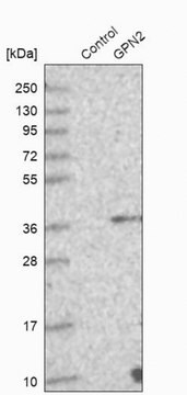 Anti-GPN2 antibody produced in rabbit, 1 X 100 µL (HPA028059-100UL)