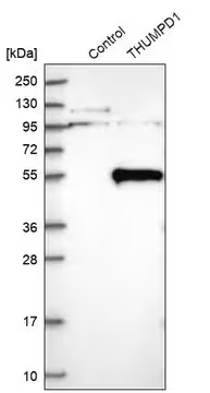 Anti-THUMPD1 antibody produced in rabbit, 1 X 100 µL (HPA027851-100UL)