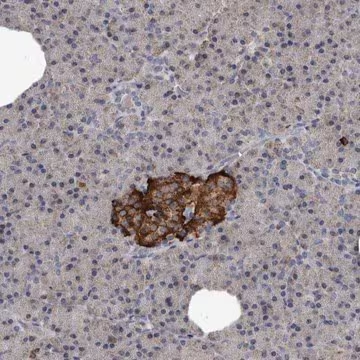 Anti-GREB1 antibody produced in rabbit, 1 X 100 µL (HPA027843-100UL)
