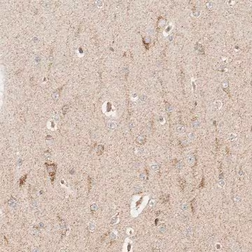 Anti-MRPL55 antibody produced in rabbit, 1 X 100 µL (HPA027641-100UL)