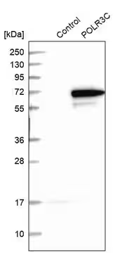 Anti-POLR3C antibody produced in rabbit, 1 X 100 µL (HPA027516-100UL)