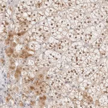 Anti-POLR3C antibody produced in rabbit, 1 X 100 µL (HPA027508-100UL)