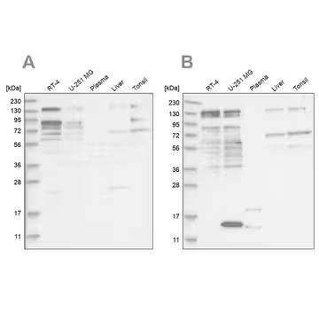 Anti-PUM1 antibody produced in rabbit, 100 µL (HPA027449-100UL)