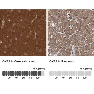 Anti-OXR1 antibody produced in rabbit, 1 X 100 µL (HPA027375-100UL)