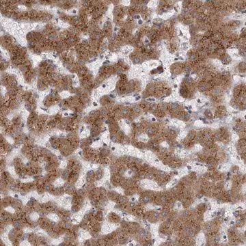 Anti-WDR47 antibody produced in rabbit, 1 X 100 µL (HPA027289-100UL)