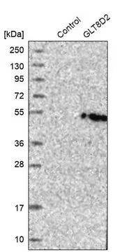Anti-GLT8D2 antibody produced in rabbit, 1 X 100 µL (HPA026904-100UL)