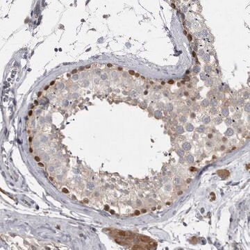 Anti-PHF13 antibody produced in rabbit, 1 X 100 µL (HPA026830-100UL)