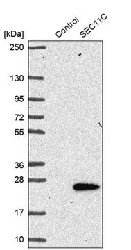 Anti-SEC11C antibody produced in rabbit, 1 X 100 µL (HPA026816-100UL)