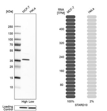 Anti-STARD10 antibody produced in rabbit, 1 X 100 µL (HPA026661-100UL)