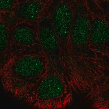 Anti-STK35 antibody produced in rabbit, 100 µL (HPA026452-100UL)