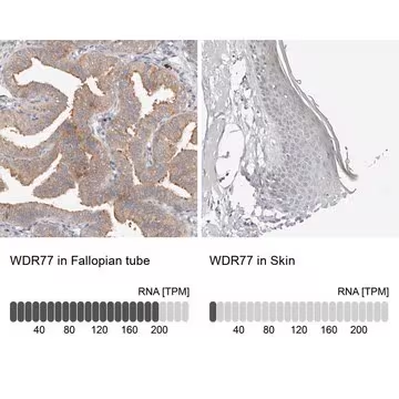 Anti-WDR77 antibody produced in rabbit, 1 X 100 µL (HPA026448-100UL)
