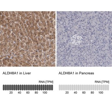 Anti-ALDH8A1 antibody produced in rabbit, 1 X 100 µL (HPA026292-100UL)