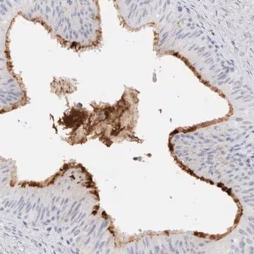 Anti-MUC15 antibody produced in rabbit, 1 X 100 µL (HPA026110-100UL)