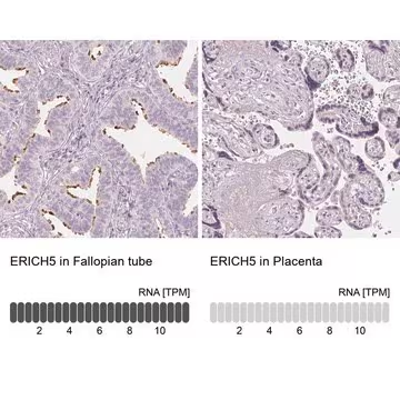 Anti-ERICH5 antibody produced in rabbit, 1 X 100 µL (HPA025293-100UL)