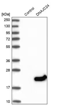 Anti-DNAJC24 antibody produced in rabbit, 1 X 100 µL (HPA025237-100UL)