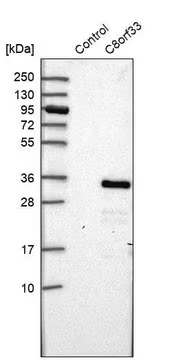 Anti-C8orf33 antibody produced in rabbit, 1 X 100 µL (HPA024812-100UL)