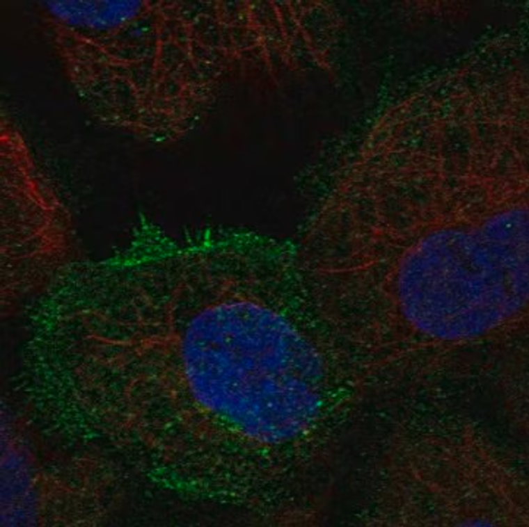 Anti-TEC antibody produced in rabbit, 100 µL (HPA024657-100UL)