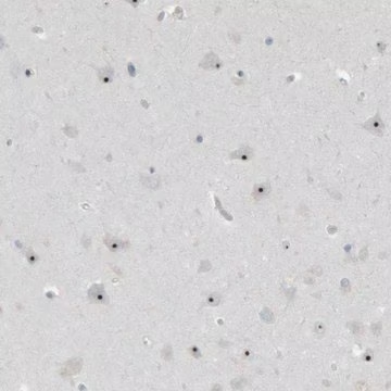 Anti-RPF1 antibody produced in rabbit, 1 X 100 µL (HPA024642-100UL)