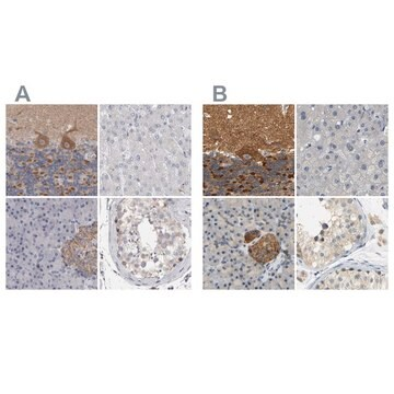 Anti-GDAP1 antibody produced in rabbit, 1 X 100 µL (HPA024334-100UL)