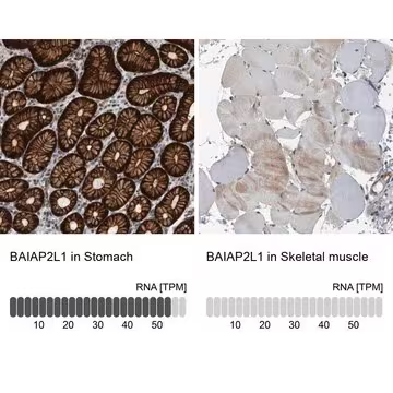 Anti-BAIAP2L1 antibody produced in rabbit, 1 X 100 µL (HPA023874-100UL)