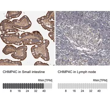 Anti-CHMP4C antibody produced in rabbit, 1 X 100 µL (HPA023799-100UL)