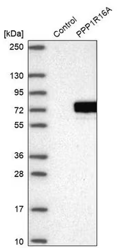Anti-PPP1R16A antibody produced in rabbit, 1 X 100 µL (HPA023755-100UL)
