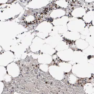 Anti-CDCA5 antibody produced in rabbit, 1 X 100 µL (HPA023691-100UL)