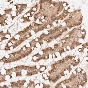 Anti-NT5C antibody produced in rabbit, 1 X 100 µL (HPA023632-100UL)