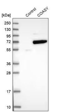 Anti-COASY antibody produced in rabbit, 1 X 100 µL (HPA023273-100UL)