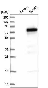 Anti-ZBTB2 antibody produced in rabbit, 1 X 100 µL (HPA023136-100UL)