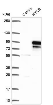 Anti-KIF2B antibody produced in rabbit, 1 X 100 µL (HPA023103-100UL)