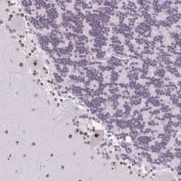 Anti-ZNF800 antibody produced in rabbit, 1 X 100 µL (HPA023090-100UL)