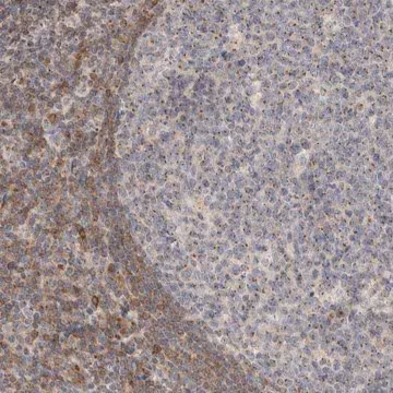 Anti-NSMAF antibody produced in rabbit, 1 X 100 µL (HPA023067-100UL)