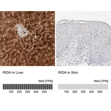 Anti-RIDA antibody produced in rabbit, 1 X 100 µL (HPA022856-100UL)