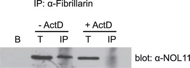 Anti-NOL11 antibody produced in rabbit, 1 X 100 µL (HPA022010-100UL)