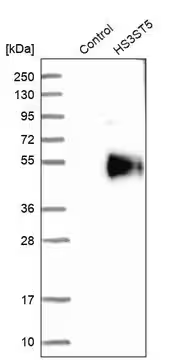 Anti-HS3ST5 antibody produced in rabbit, 1 X 100 µL (HPA021823-100UL)