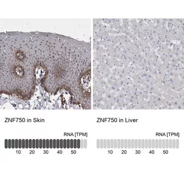 Anti-ZNF750 antibody produced in rabbit, 1 X 100 µL (HPA021573-100UL)