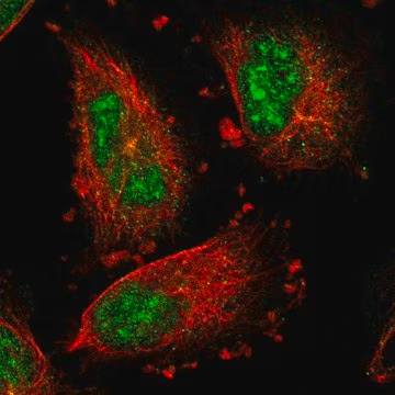 Anti-IER5L antibody produced in rabbit, 1 X 100 µL (HPA021327-100UL)
