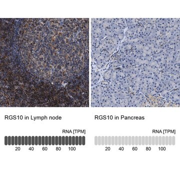 Anti-RGS10 antibody produced in rabbit, 1 X 100 µL (HPA021305-100UL)