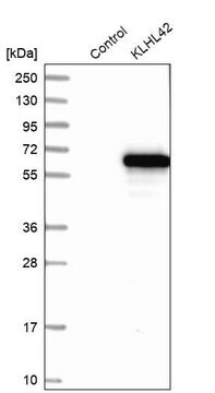 Anti-KLHL42 antibody produced in rabbit, 1 X 100 µL (HPA020979-100UL)
