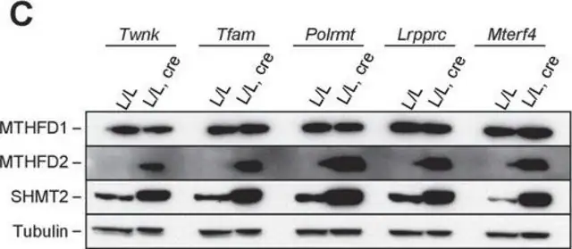 Anti-SHMT2 antibody produced in rabbit, 1 X 100 µL (HPA020543-100UL)