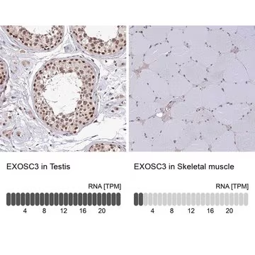 Anti-EXOSC3 antibody produced in rabbit, 1 X 100 µL (HPA020485-100UL)