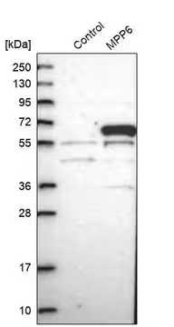 Anti-MPP6 antibody produced in rabbit, 1 X 100 µL (HPA020456-100UL)