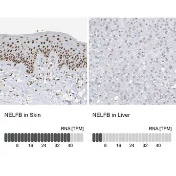 Anti-NELFB antibody produced in rabbit, 1 X 100 µL (HPA020259-100UL)
