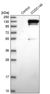 Anti-CCDC146 antibody produced in rabbit, 1 X 100 µL (HPA020082-100UL)