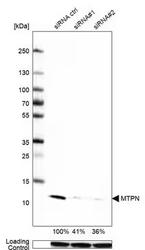 Anti-MTPN antibody produced in rabbit, 1 X 100 µL (HPA019735-100UL)